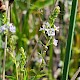 Veronica anagallis-aquatica