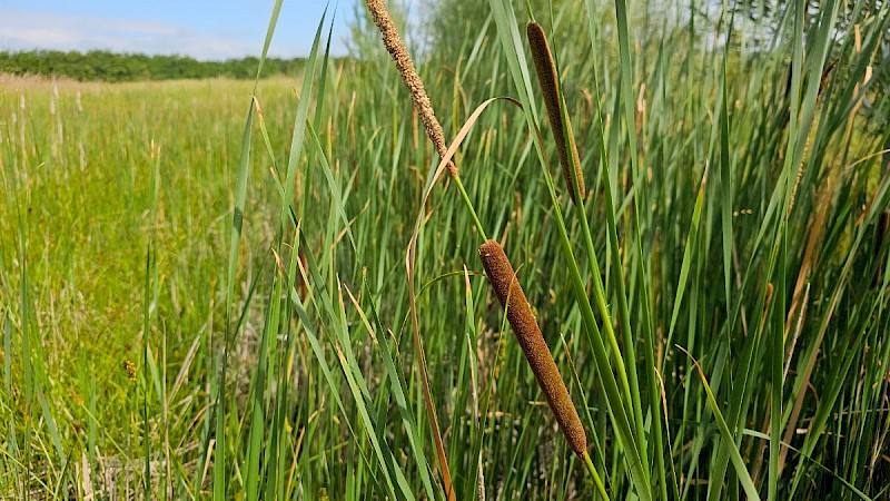 Typha angustifolia - © Barry Stewart