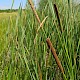 Typha angustifolia