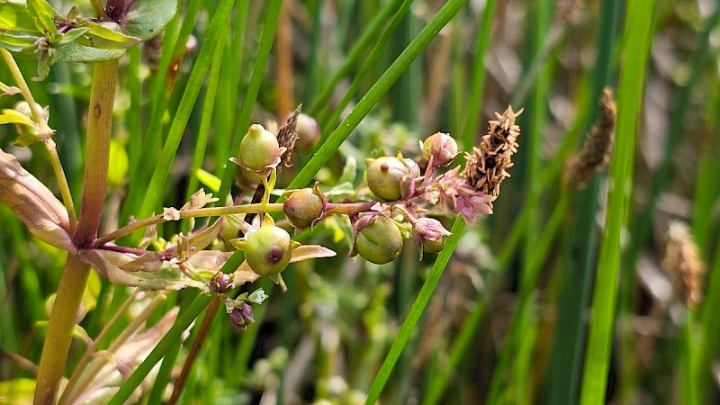 Veronica anagallis-aquatica - © Barry Stewart