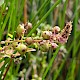 Veronica anagallis-aquatica