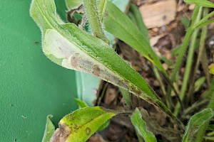 Viper's-bugloss: Echium vulgare