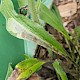 Echium vulgare