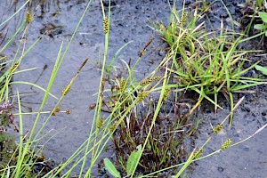 Tawny Sedge: Carex hostiana