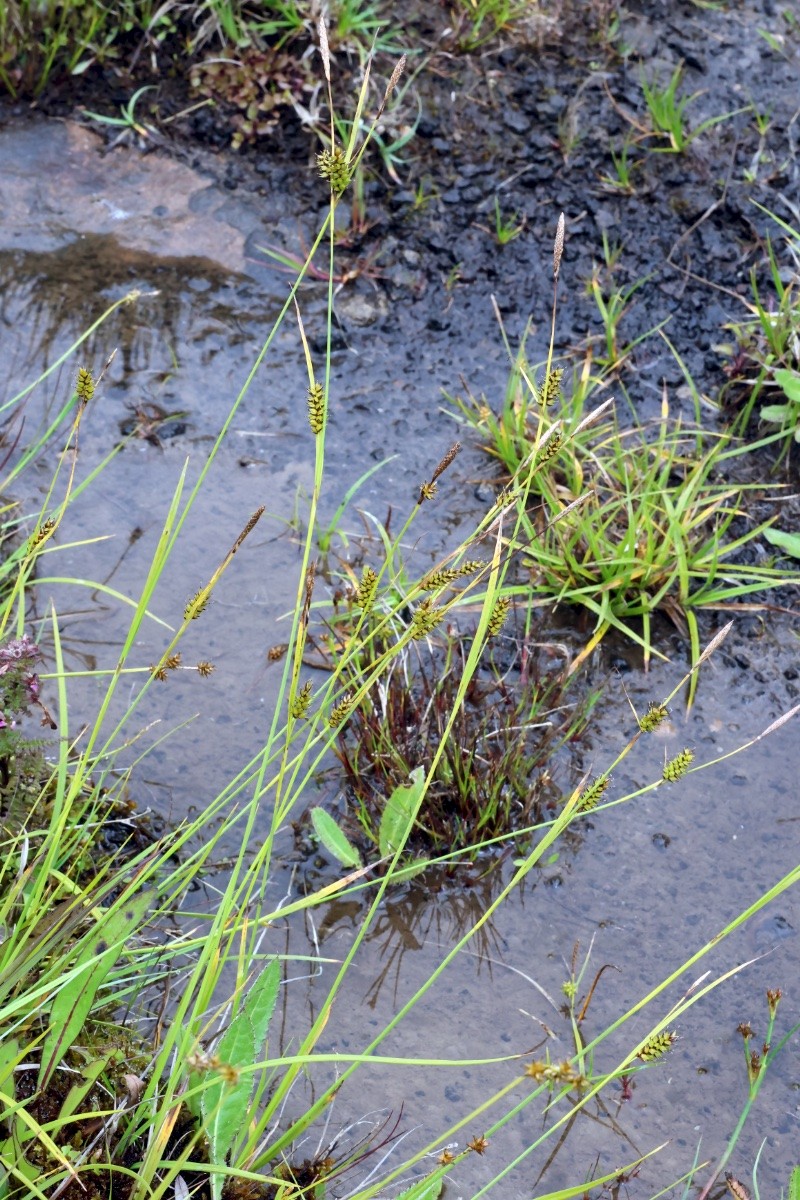 Carex hostiana - © Charles Hipkin