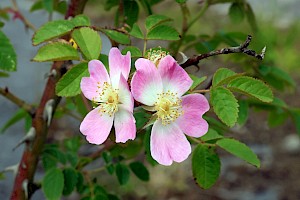 Rosa rubiginosa Sweet-briar