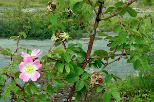 Sweet-briar: Rosa rubiginosa