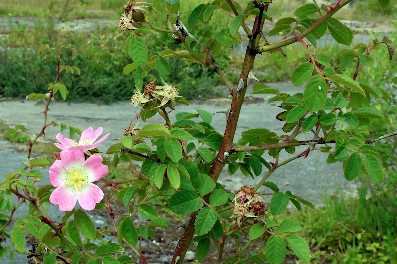 Rosa rubiginosa - © Charles Hipkin