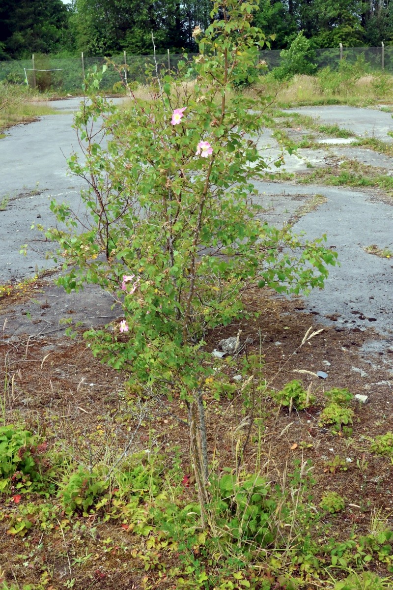 Rosa rubiginosa - © Charles Hipkin