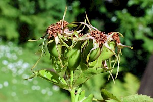 Sweet-briar: Rosa rubiginosa