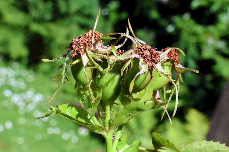 Rosa rubiginosa - © Charles Hipkin