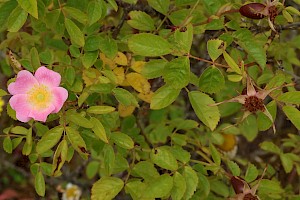 Sweet-briar: Rosa rubiginosa