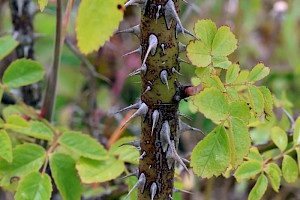 Sweet-briar: Rosa rubiginosa