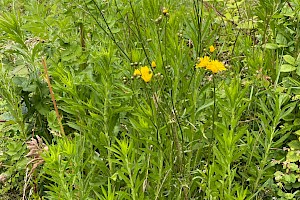 Rough Hawk's-beard: Crepis biennis