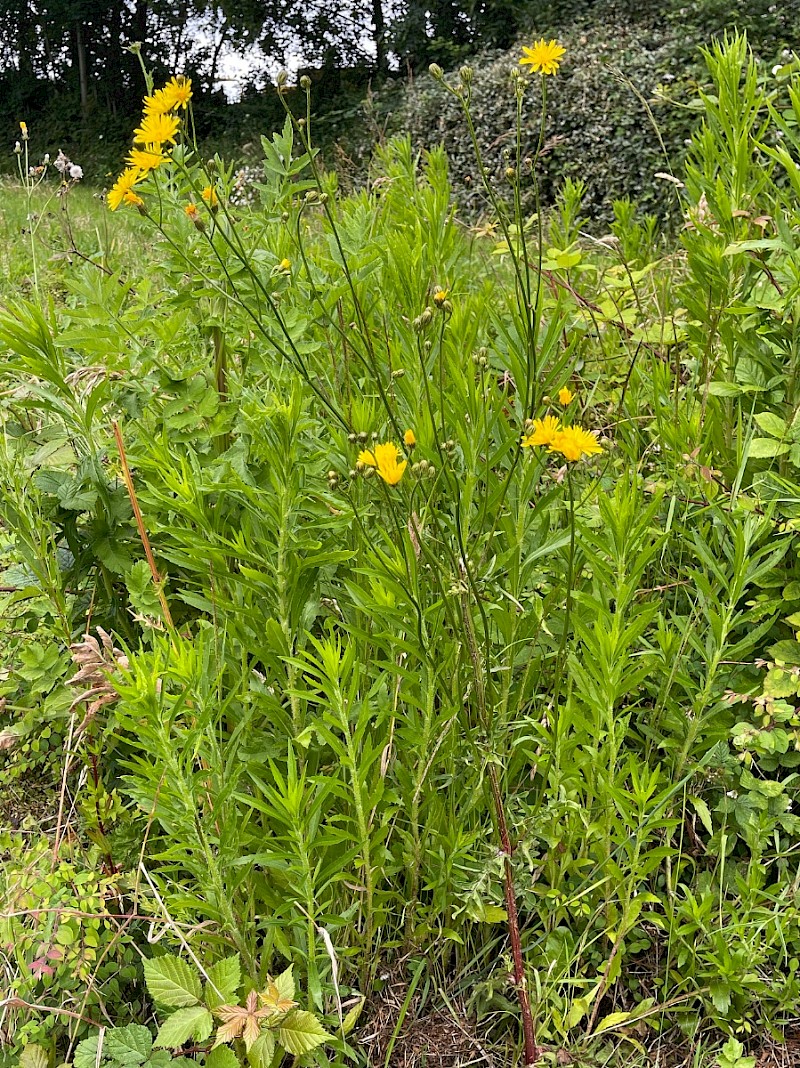 Crepis biennis - © Charles Hipkin