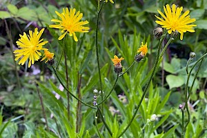 Rough Hawk's-beard: Crepis biennis