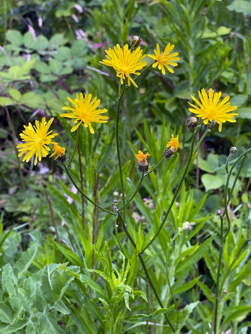 Crepis biennis - © Charles Hipkin