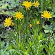 Crepis biennis