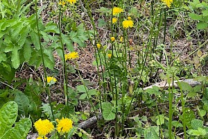 Rough Hawk's-beard: Crepis biennis