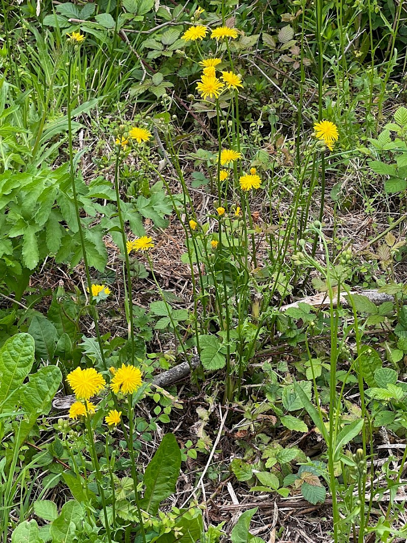 Crepis biennis - © Charles Hipkin