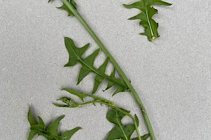 Rough Hawk's-beard: Crepis biennis