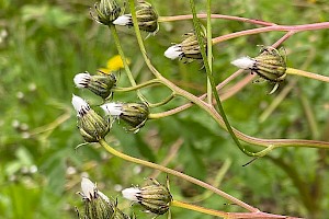 Rough Hawk's-beard: Crepis biennis