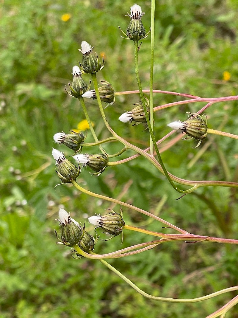 Crepis biennis - © Charles Hipkin