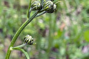 Rough Hawk's-beard: Crepis biennis