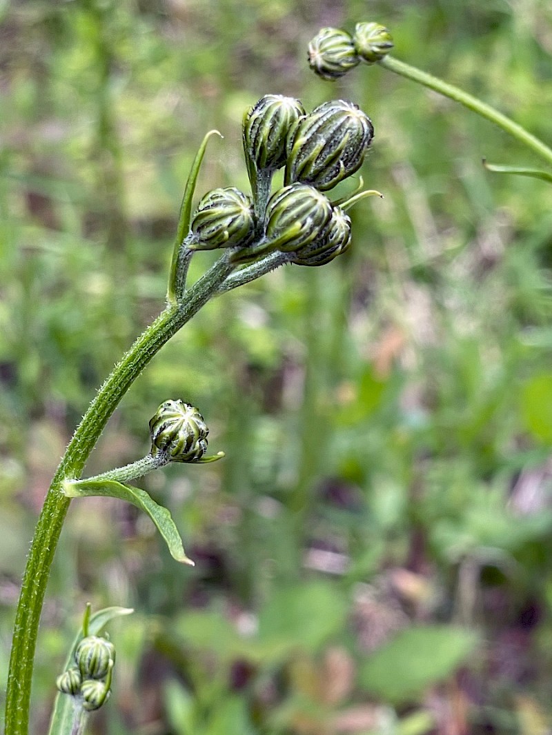 Crepis biennis - © Charles Hipkin