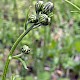 Crepis biennis