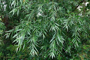 Osier: Salix viminalis