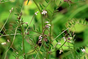 Hairy Tare: Vicia hirsuta