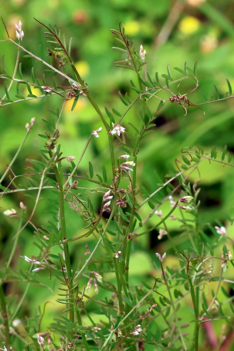 Vicia hirsuta - © Charles Hipkin