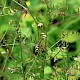 Vicia hirsuta