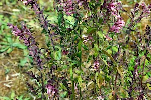 Red Bartsia: Odontites vernus