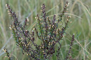 French Bartsia: Odontites jaubertianus subsp. jaubertianus