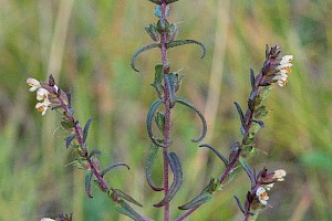 French Bartsia: Odontites jaubertianus subsp. jaubertianus