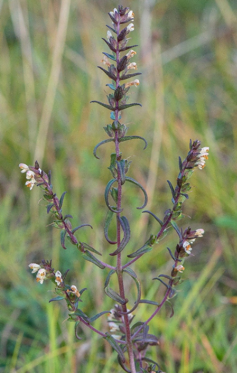 Odontites jaubertianus subsp. jaubertianus - © Charles Hipkin