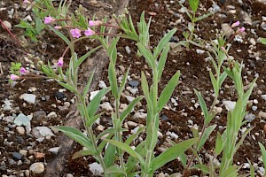 Hoary Willowherb: Epilobium parviflorum