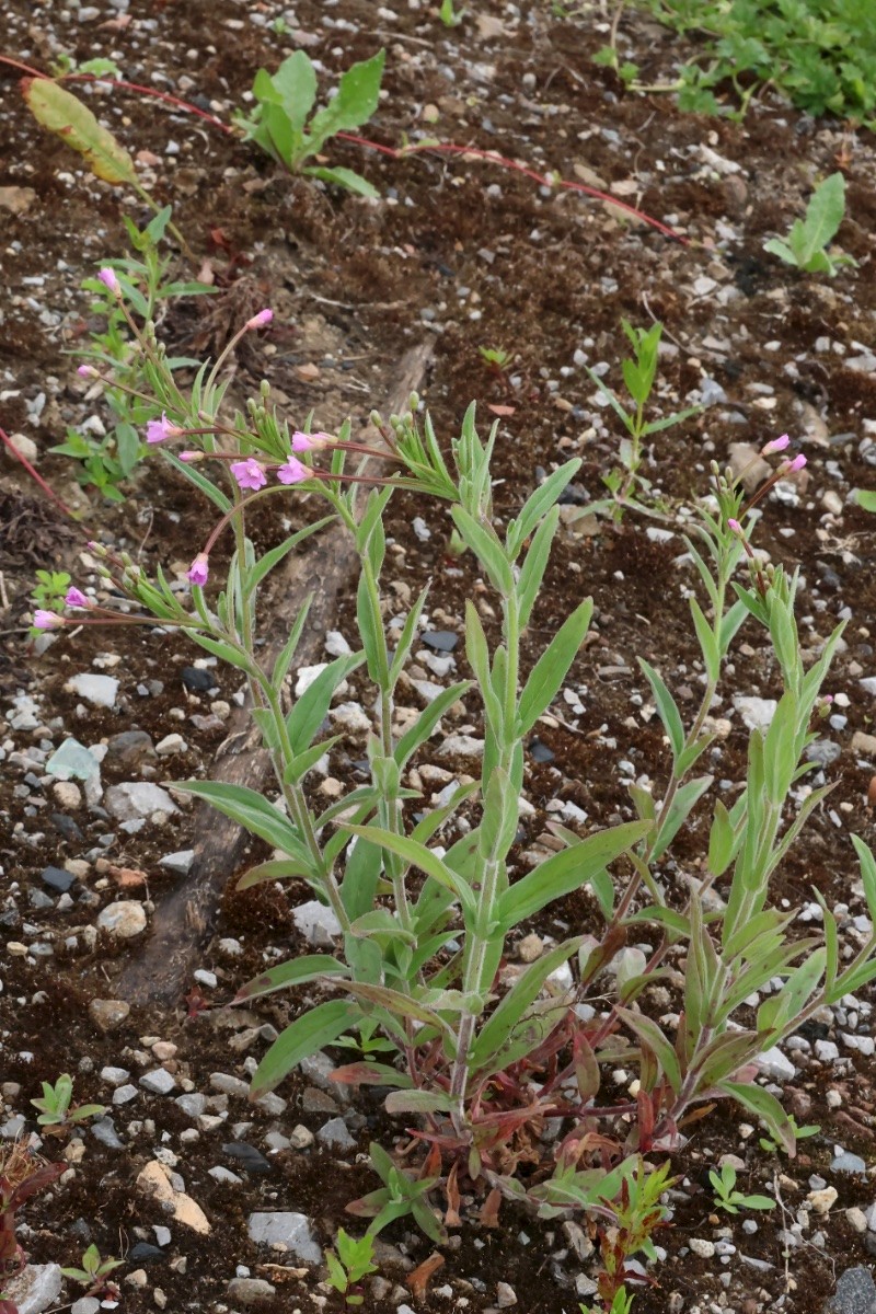 Epilobium parviflorum - © Charles Hipkin