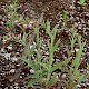 Epilobium parviflorum