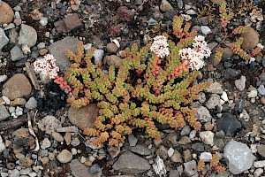 White Stonecrop: Sedum album