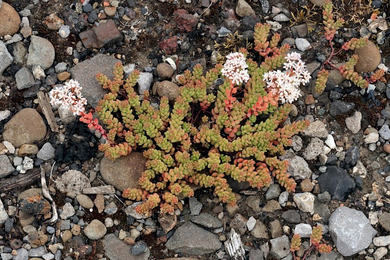 Sedum album - © Charles Hipkin