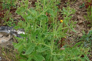 Bristly Oxtongue: Helminthotheca echioides