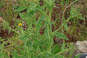 Bristly Oxtongue: Helminthotheca echioides