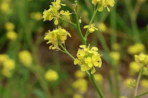 Hoary Mustard: Hirschfeldia incana