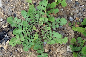 Hoary Mustard: Hirschfeldia incana