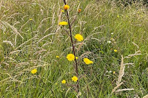 Hawkweed Oxtongue: Picris hieracioides