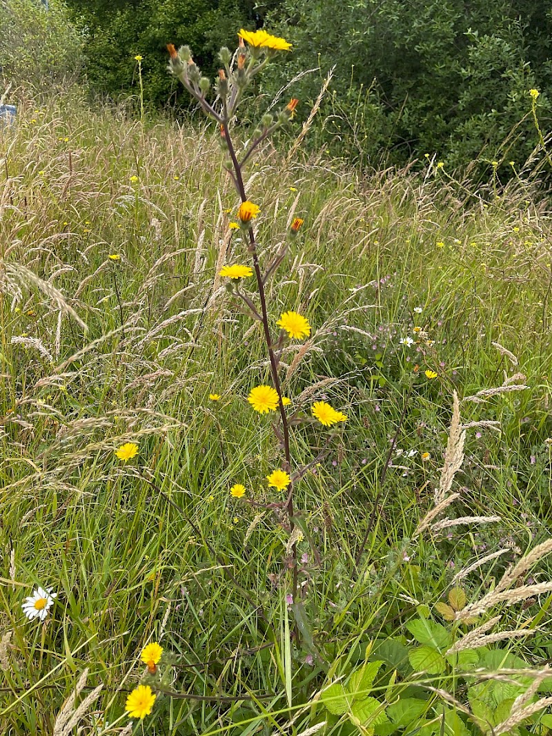 Picris hieracioides - © Charles Hipkin