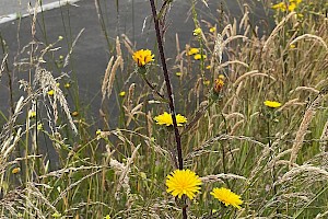 Hawkweed Oxtongue: Picris hieracioides